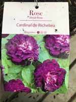 Rose - Cardinal de Richelieu